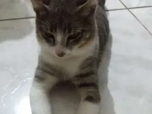 Gato raça Vira-lata idade 7 a 11 meses nome Pitoko
