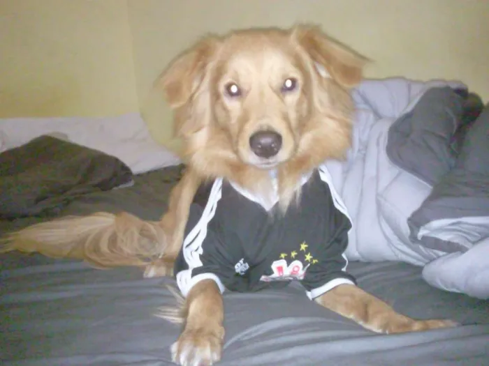 Cachorro ra a vira lata idade 4 anos nome Spyke