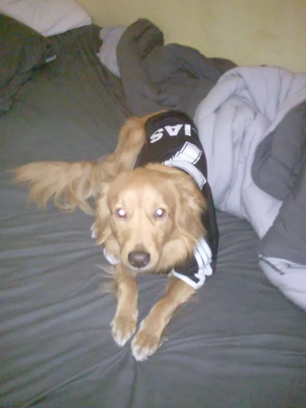 Cachorro ra a vira lata idade 4 anos nome Spyke