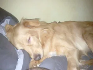 Cachorro raça vira lata idade 4 anos nome Spyke