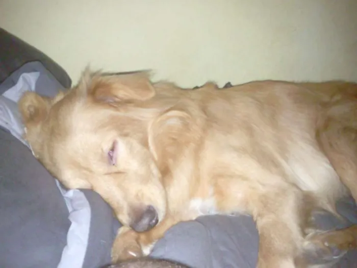 Cachorro ra a vira lata idade 4 anos nome Spyke
