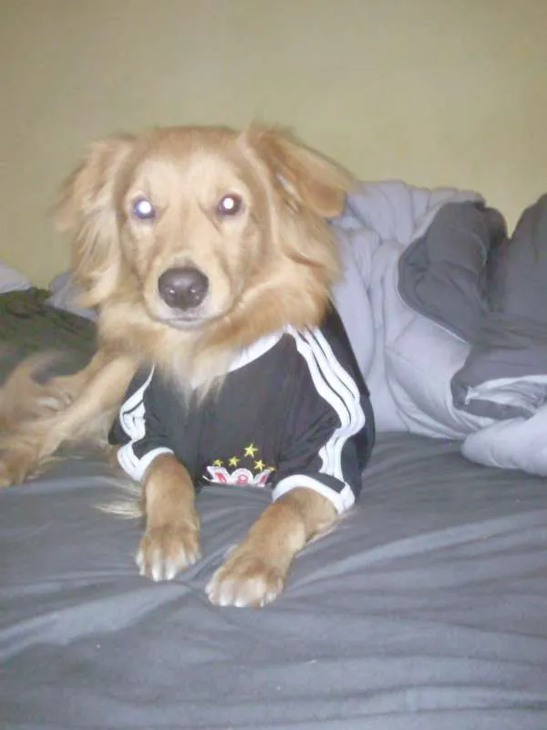 Cachorro ra a vira lata idade 4 anos nome Spyke