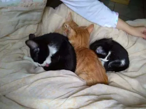 Gato raça  idade 2 a 6 meses nome .