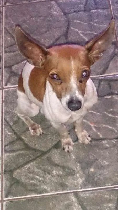 Cachorro ra a pinscher idade 5 anos nome salsicha