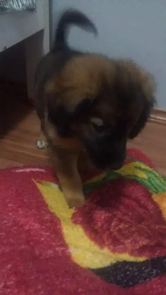 Cachorro ra a Vira lata idade 2 a 6 meses nome Doug
