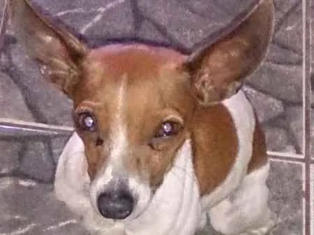 Cachorro ra a pinscher idade 5 anos nome salsicha