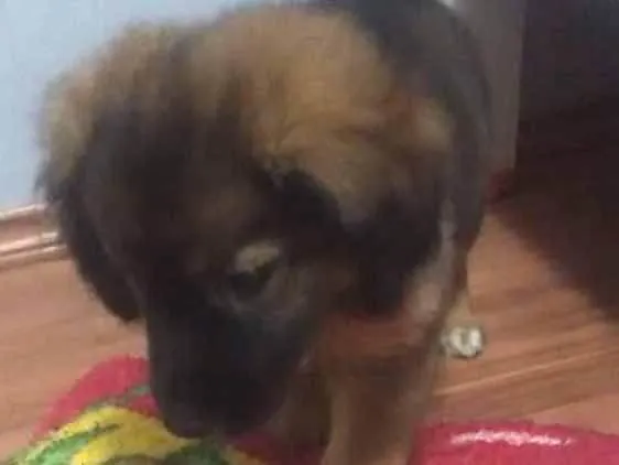 Cachorro ra a Vira lata idade 2 a 6 meses nome Doug