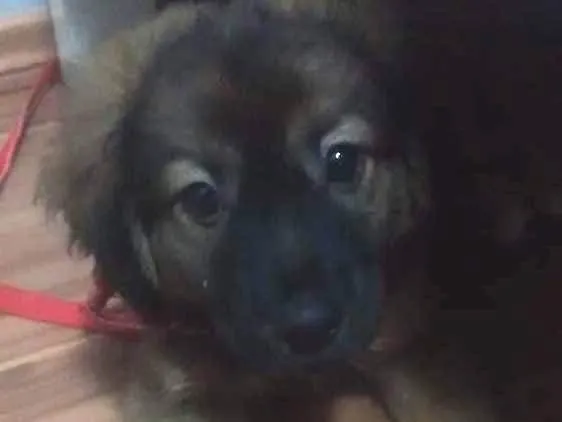 Cachorro ra a Vira lata idade 2 a 6 meses nome Doug