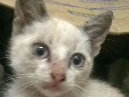 Gato ra a  idade Abaixo de 2 meses nome abandonados