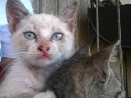 Gato ra a  idade Abaixo de 2 meses nome abandonados