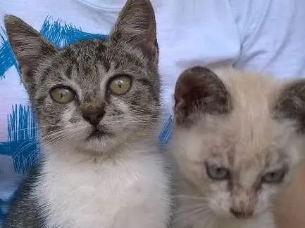 Gato ra a  idade Abaixo de 2 meses nome abandonados