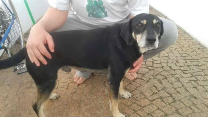 Cachorro ra a  idade 5 anos nome Bob