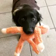Marley