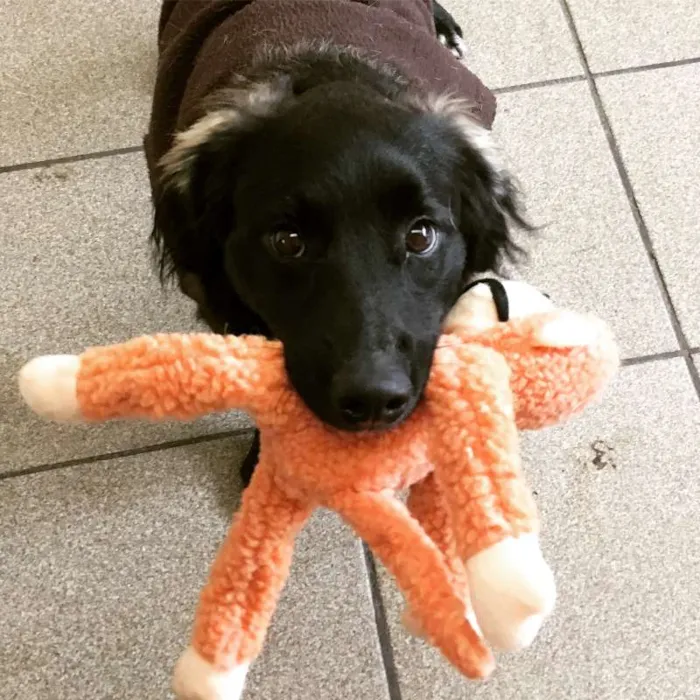 Cachorro ra a SRD idade 1 ano nome Marley