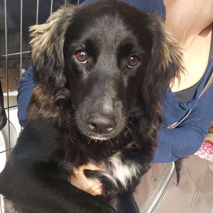Cachorro ra a SRD idade 1 ano nome Marley