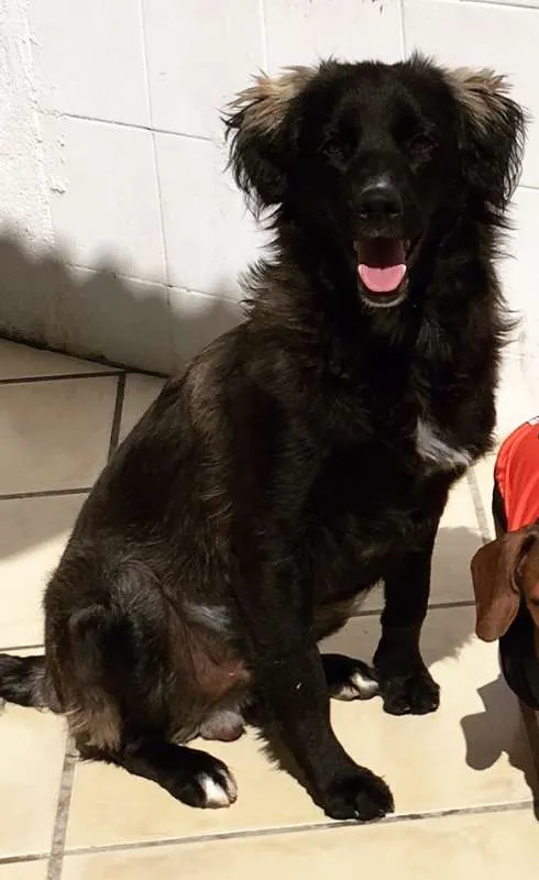 Cachorro ra a SRD idade 1 ano nome Marley