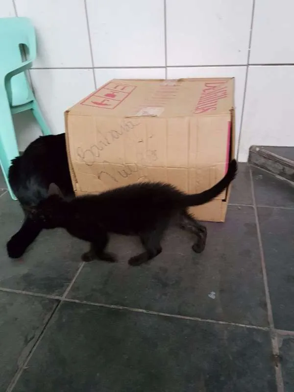 Gato ra a sem raça idade Abaixo de 2 meses nome sem nome