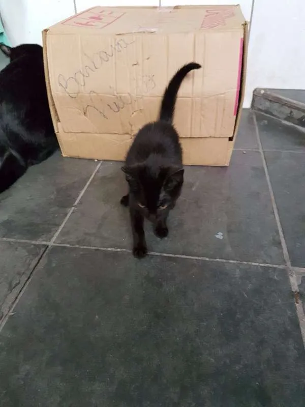 Gato ra a sem raça idade Abaixo de 2 meses nome sem nome