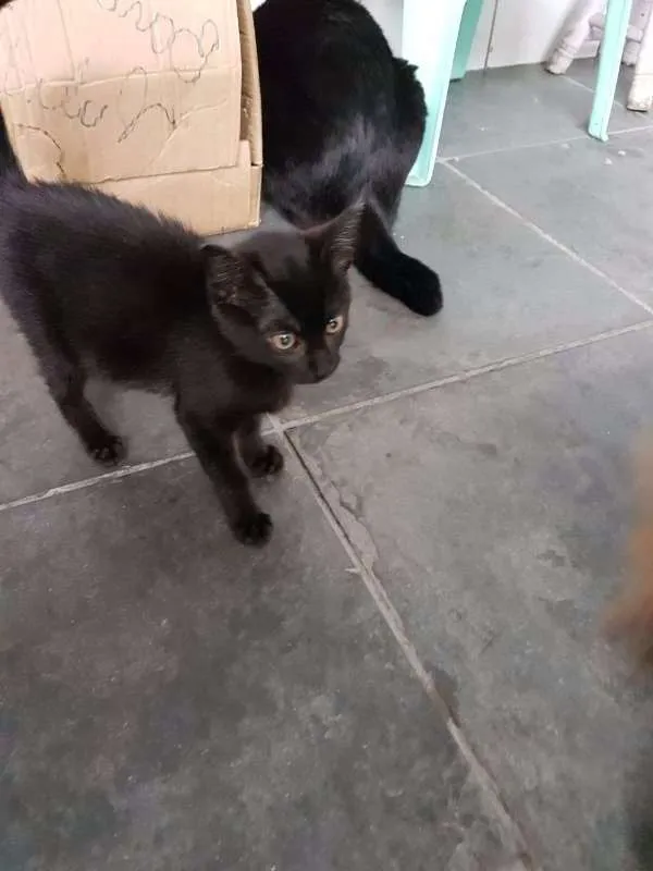 Gato ra a sem raça idade Abaixo de 2 meses nome sem nome