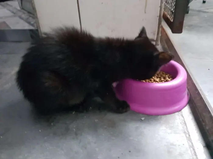 Gato ra a sem raça idade Abaixo de 2 meses nome sem nome