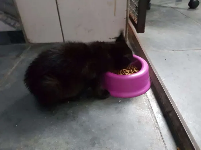 Gato ra a sem raça idade Abaixo de 2 meses nome sem nome