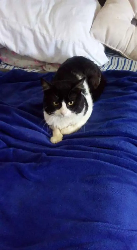 Gato ra a Raça nao definida  idade 2 a 6 meses nome Bebezão