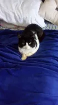 Bebezão