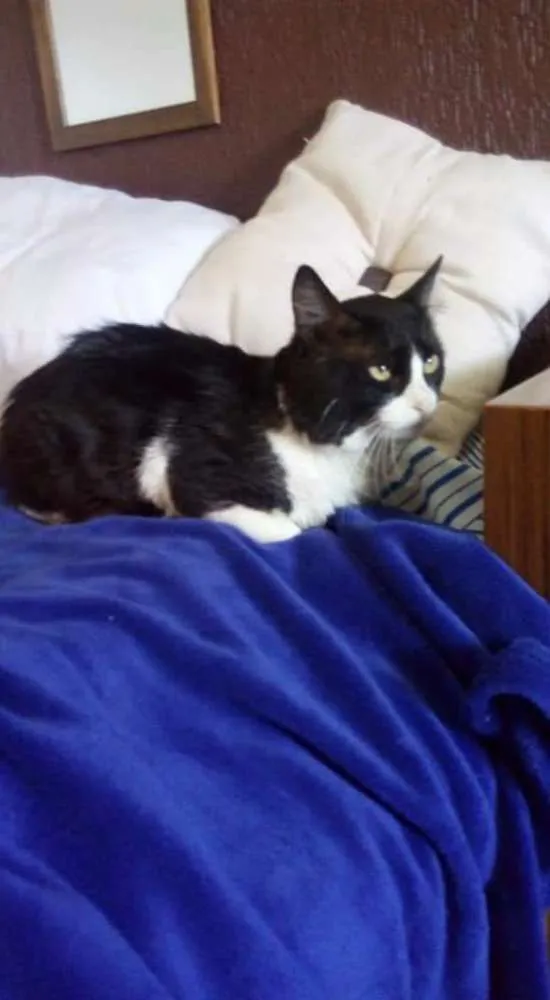 Gato ra a Raça nao definida  idade 2 a 6 meses nome Bebezão