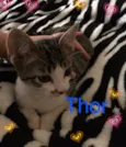 Lara Thor Marie