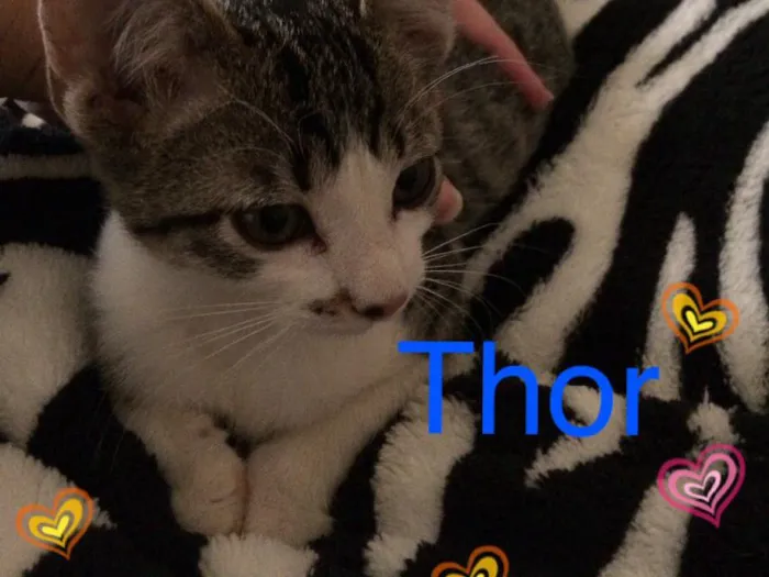 Gato ra a Mestiço gato Oriental e SRD idade Abaixo de 2 meses nome Lara Thor Marie
