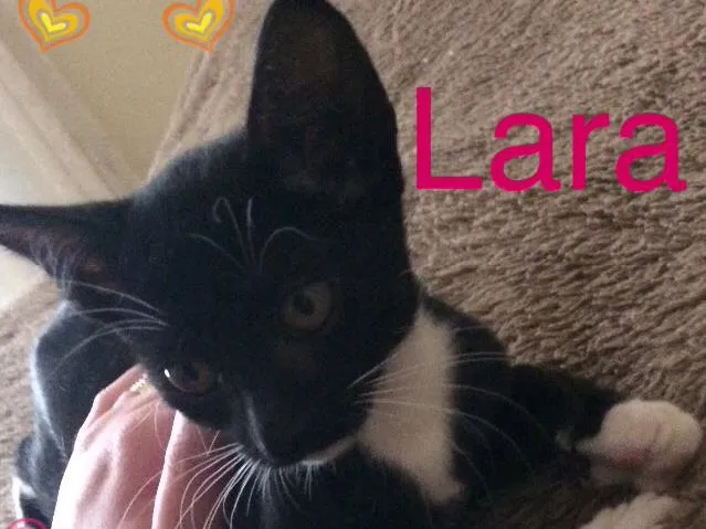 Gato ra a Mestiço gato Oriental e SRD idade Abaixo de 2 meses nome Lara Thor Marie