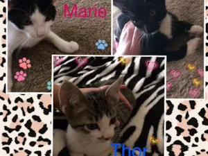 Gato raça Mestiço gato Oriental e SRD idade Abaixo de 2 meses nome Lara Thor Marie