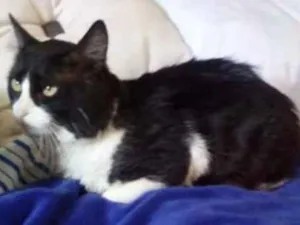 Gato raça Raça nao definida  idade 2 a 6 meses nome Bebezão