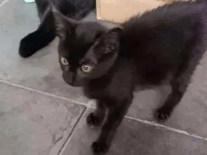 Gato raça sem raça idade Abaixo de 2 meses nome sem nome
