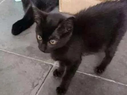 Gato ra a sem raça idade Abaixo de 2 meses nome sem nome