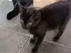 Gato raça sem raça idade Abaixo de 2 meses nome sem nome