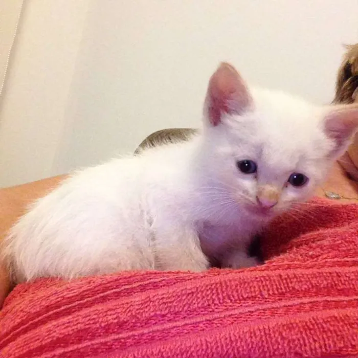 Gato ra a  idade Abaixo de 2 meses nome Branquinho