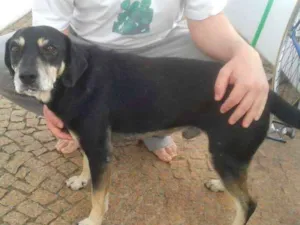 Cachorro raça  idade 5 anos nome Bob