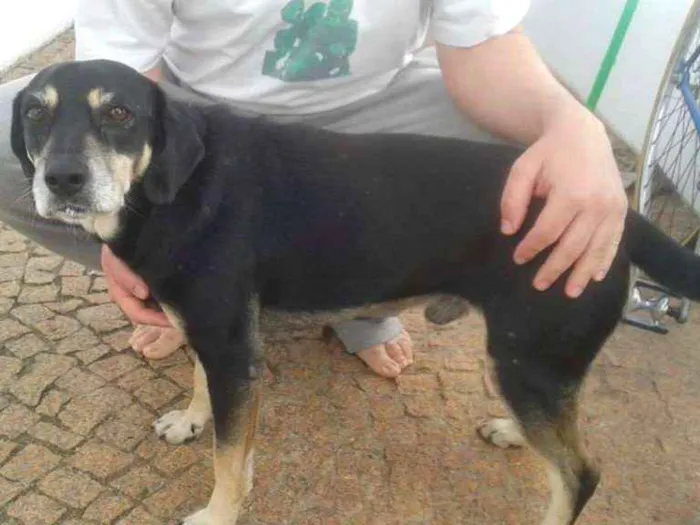 Cachorro ra a  idade 5 anos nome Bob