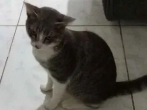 Gato raça Vira-lata idade 7 a 11 meses nome Pitoco