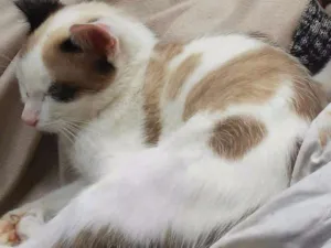 Gato raça Mestiço idade 1 ano nome Perigo 