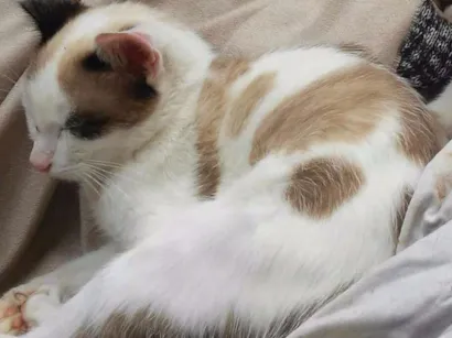 Gato raça Mestiço idade 1 ano nome Perigo 