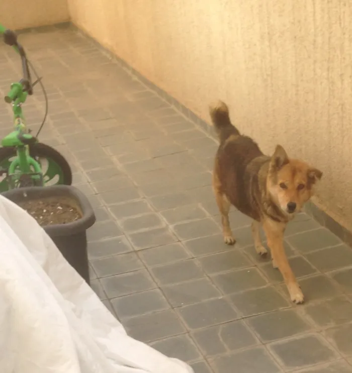 Cachorro raça Desconhecido idade 6 ou mais anos nome Luna