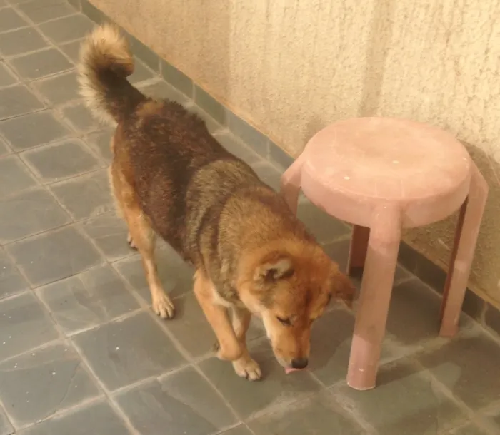 Cachorro raça Desconhecido idade 6 ou mais anos nome Luna