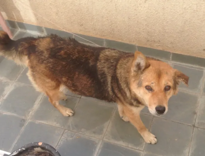 Cachorro raça Desconhecido idade 6 ou mais anos nome Luna