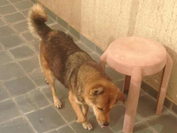 Cachorro raça Desconhecido idade 6 ou mais anos nome Luna