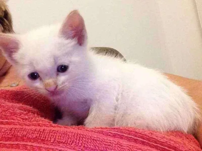 Gato ra a  idade Abaixo de 2 meses nome Branquinho
