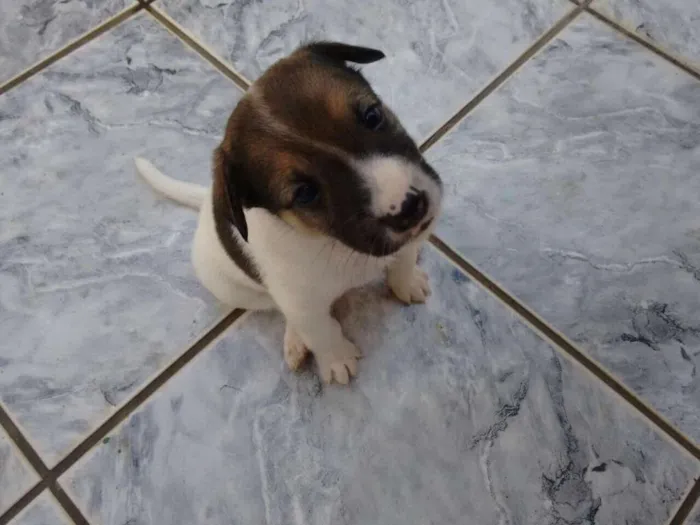 Cachorro ra a SRD idade Abaixo de 2 meses nome Filhote SRD