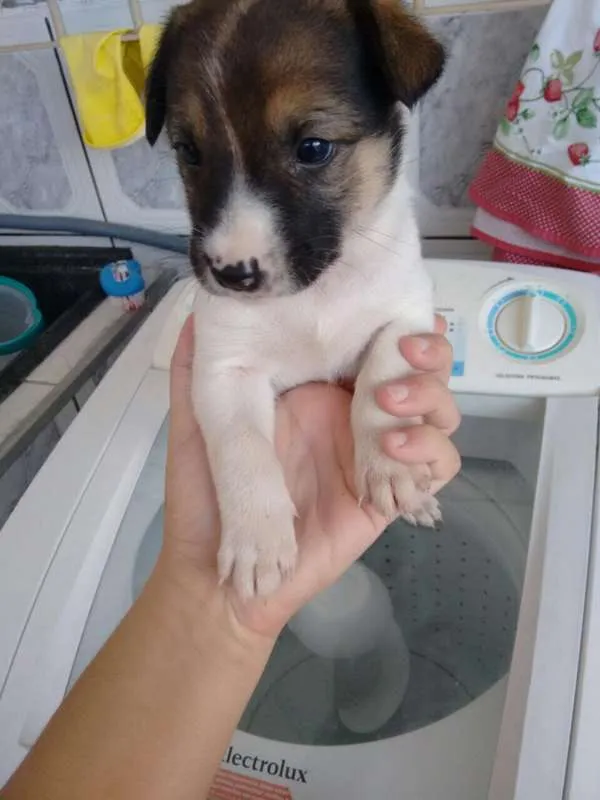 Cachorro ra a SRD idade Abaixo de 2 meses nome Filhote SRD