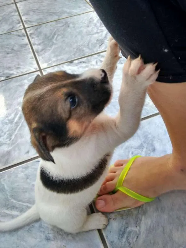 Cachorro ra a SRD idade Abaixo de 2 meses nome Filhote SRD